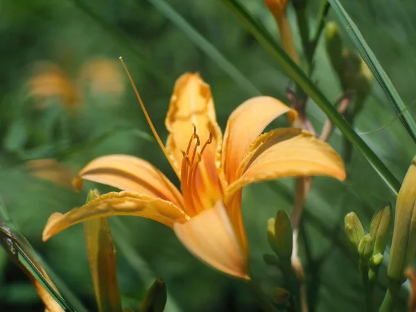 A closeup shot of an orange day-lily flower blossoming in a garden on a sunny day