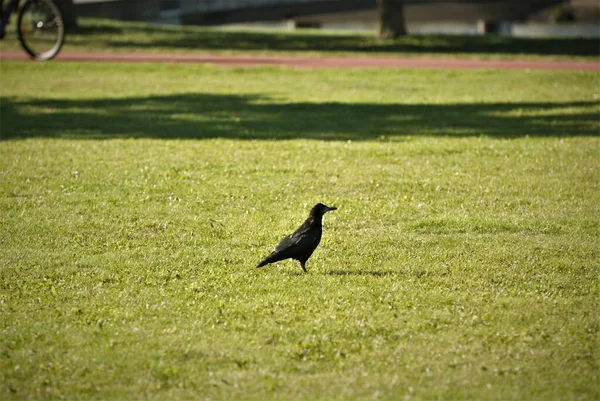 Pássaro Preto Fino Encontrado Centro Cidade Grama Verde Parque Dia — Fotografia de Stock