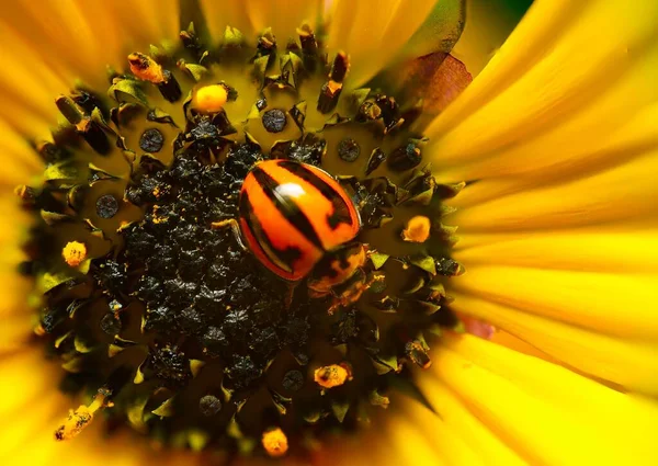 Közelkép Egy Coccinelláról Amint Nektárt Gyűjt Egy Sárga Virágból Amit — Stock Fotó