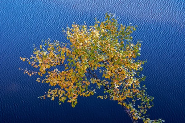 青い水に対して黄色の葉を持つ小さな秋の木 — ストック写真