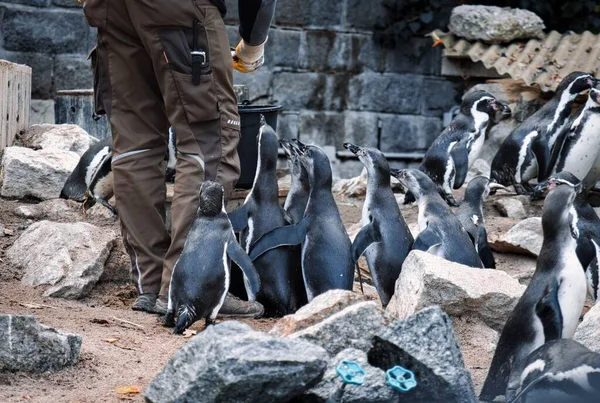 Zoo Worker Feeding Group Cute Humboldt Penguins Spheniscus Humboldti — Stock Photo, Image