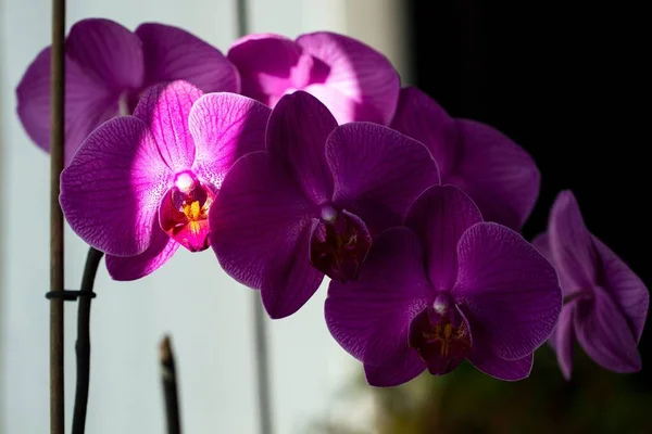 Mor Orkidelerin Yakın Plan Çekimi Güneşin Altında Arka Planda Bulanık — Stok fotoğraf