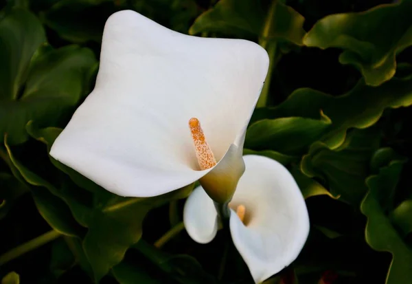Eine Nahaufnahme Einer Arum Lilie Blume — Stockfoto