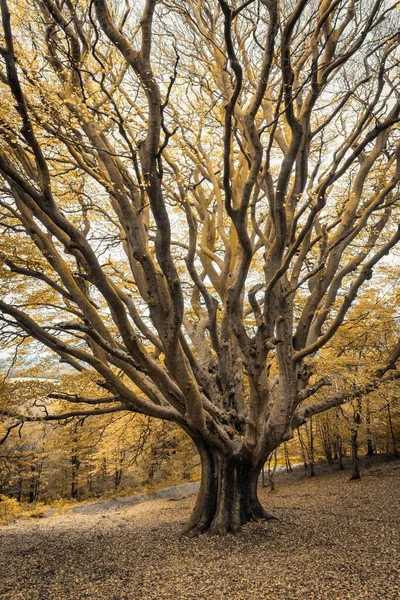Tiro Vertical Árvore Grande Com Galhos Altos Clent Hills Dia — Fotografia de Stock