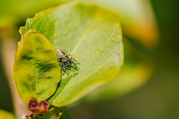 野生の緑の葉の上に立っている小さなクモのクローズアップショット — ストック写真