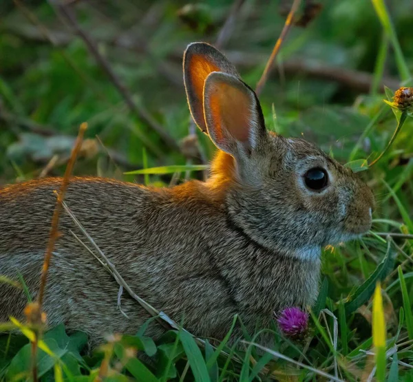 Rabbit Captured Grass Sunset Sachuest Wildlife Preserve — Stock Photo, Image