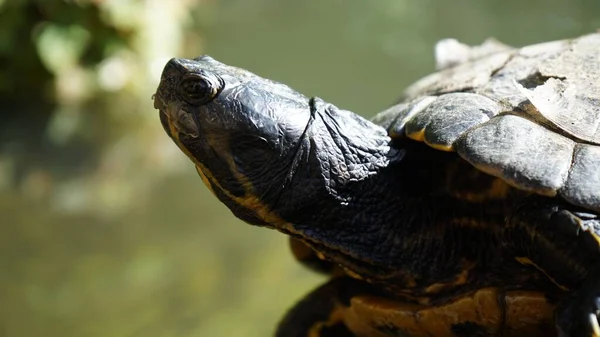 Side Portrait Turtle — Stock Photo, Image