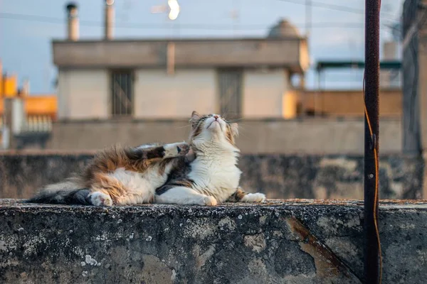 Puszysty Kot Drapiący Się Ścianie — Zdjęcie stockowe
