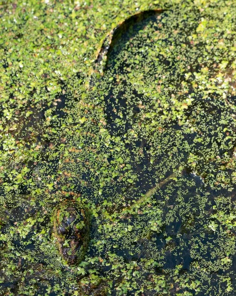 Gros Plan Vertical Bébé Alligator Profitant Marais Dans Une Réserve — Photo