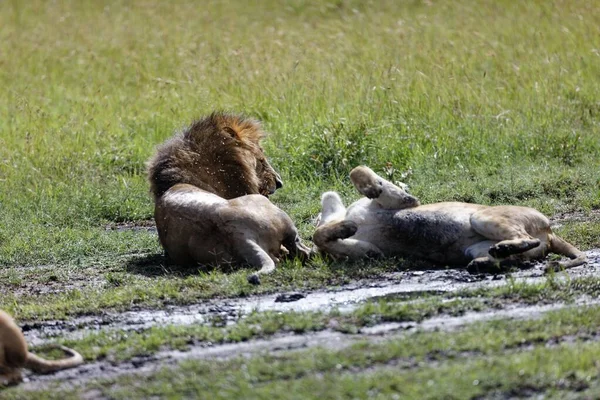 Lvice Hašteřící Lvem Zatímco Odpočívá Trávě Masai Mara Keni — Stock fotografie