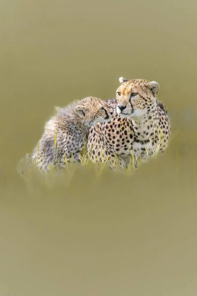 Pionowy Strzał Wschodnioafrykańskich Gepardów Acinonyx Jubatus Jubatus Żółtym Nieostrym Tle — Zdjęcie stockowe