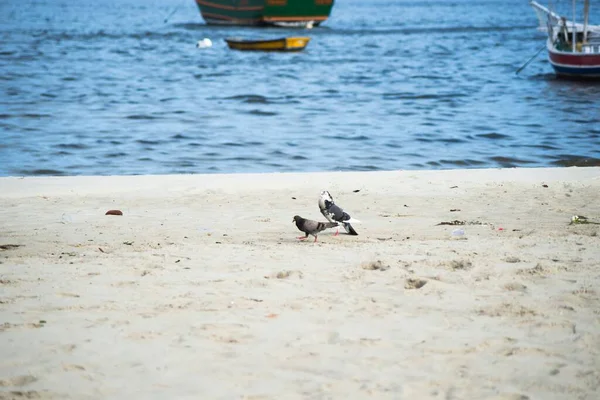 Zwei Tauben Stehen Auf Dem Sand Eines Strandes Hintergrund Ist — Stockfoto