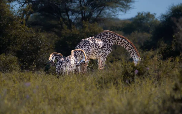 Uma Filmagem Perto Uma Girafa Mãe Seus Bebês Pastando Uma — Fotografia de Stock