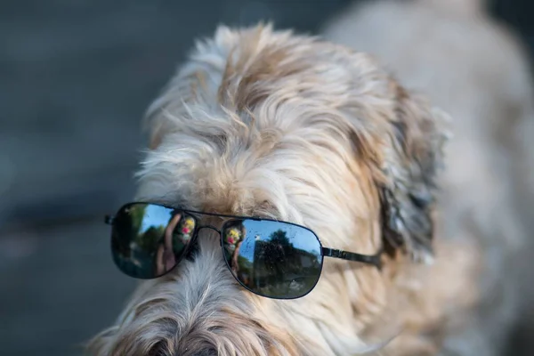 Closeup portrait of Soft-coated Wheaten Terrier dog in black glasses with reflection on blurry background