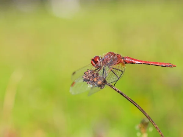 Ένα Κοντινό Πλάνο Του Κόκκινου Skimmer Dragonfly Στο Φυτό Φόντο — Φωτογραφία Αρχείου