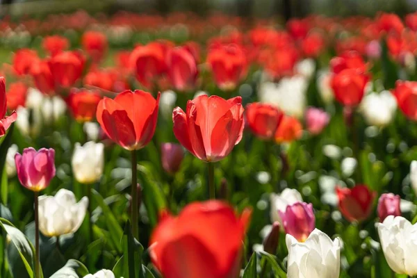 Bonito Campo Tulipa Florescendo Colorido Close — Fotografia de Stock