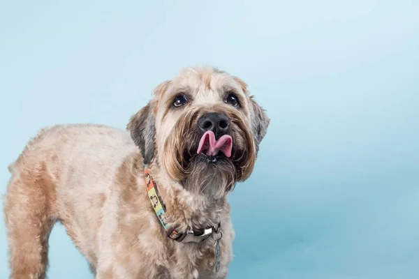 Portret Zbliżeniowy Pięknego Miękko Powlekanego Psa Wheaten Terrier Kolorowym Kołnierzykiem — Zdjęcie stockowe