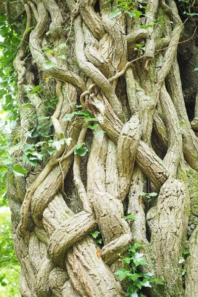 野生の木の周りに成長している太いブドウの垂直閉鎖ショット — ストック写真
