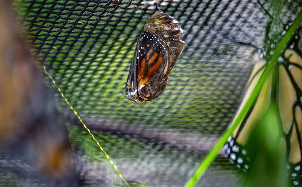 A closeup shot of a monarch butterfly in a cocoon on a net