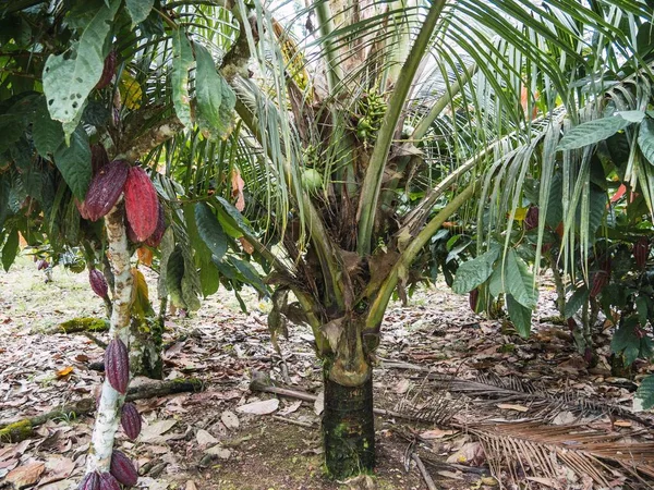 Die Reifen Roten Schoten Des Arriba Kakaos Und Frische Kokosnüsse — Stockfoto