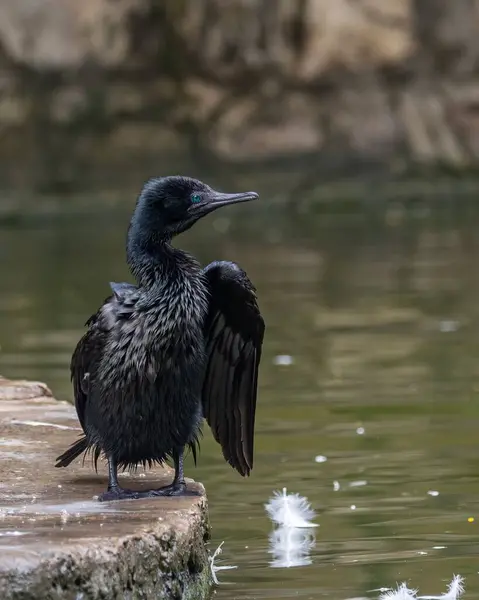 Plan Vertical Oiseau Cormoran Séchant Ses Plumes Près Lac — Photo