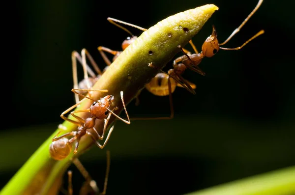 Macro Shot Brown Ants Crawling Green Plant — Stock Photo, Image