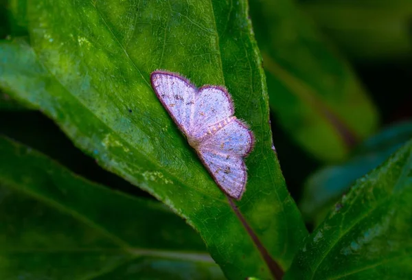 Makroaufnahme Einer Rosafarbenen Motte Auf Einem Grünen Blatt — Stockfoto