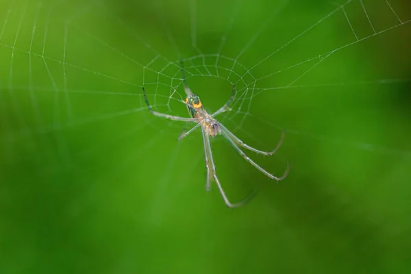 Μια Μακρο Φωτογραφία Αράχνης Ιστό Αράχνης Πράσινο Θολό Φόντο — Φωτογραφία Αρχείου