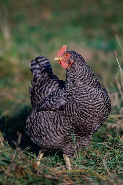 Wybiórcze Ujęcie Kurczaka Plymouth Rock Burghausen Niedaleko Granicy Austrią — Zdjęcie stockowe
