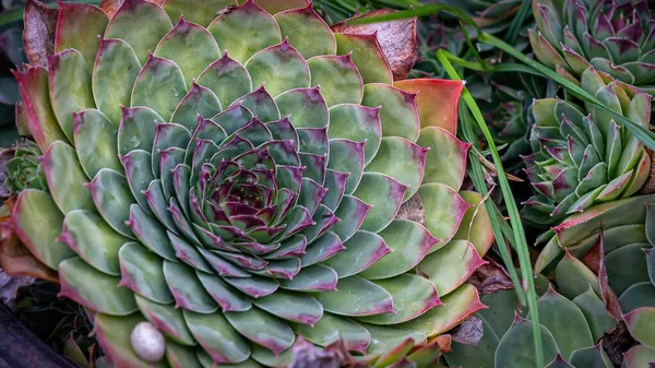 庭のハウゼリークの植物の美しい景色 — ストック写真