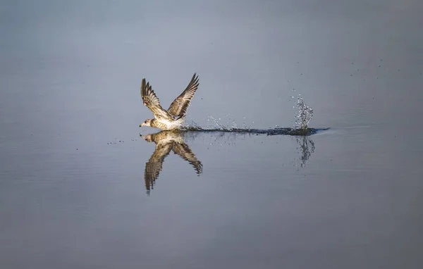 水の近くを飛ぶ一般的なカモメ ラルス カヌス — ストック写真