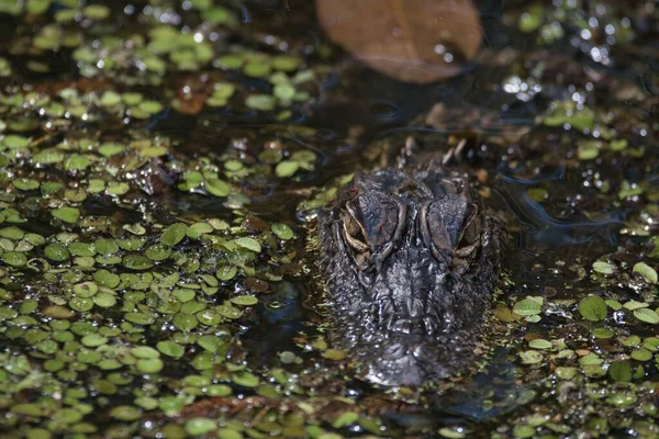 Närbild Liten Alligator Sjö Med Vattenstänk — Stockfoto