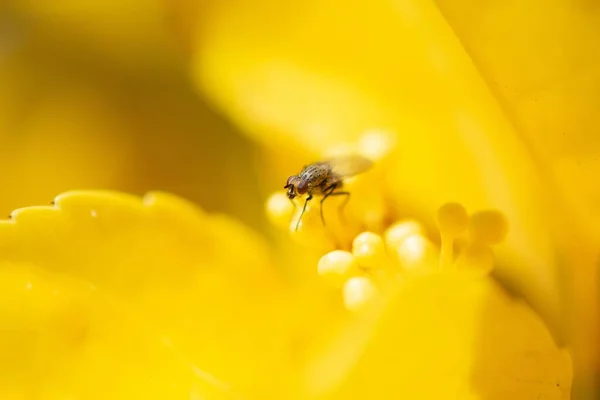 Μια Επιλεκτική Εστίαση Μιας Μύγας Ένα Κίτρινο Λουλούδι Κάτω Από — Φωτογραφία Αρχείου