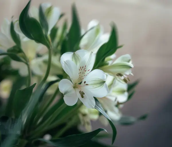 花瓶に白いユリを咲かせるクローズアップショット — ストック写真