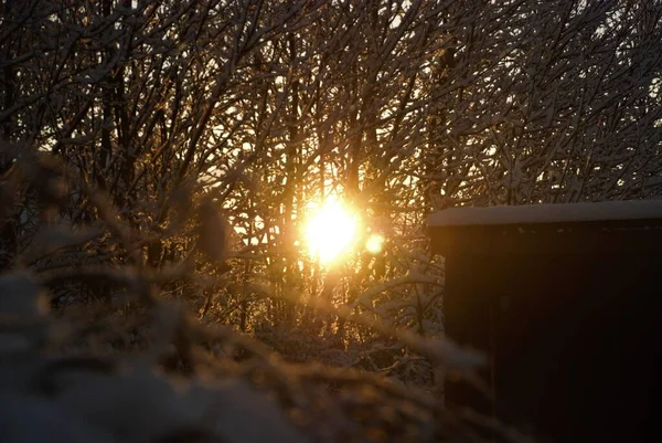 Rural Sunrise Scene Golden Sun Shining Snow Covered Tree Branches — Stock Photo, Image