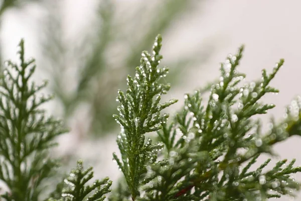 Closeup Fir Tree Branch Water Dews Blurred Background — Stock Photo, Image
