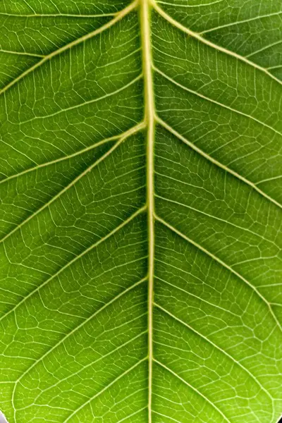 緑の葉のパターンの垂直ショット — ストック写真