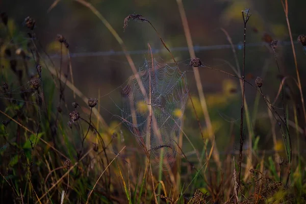 クモの巣を持つ乾燥植物の選択的なフォーカスショット — ストック写真