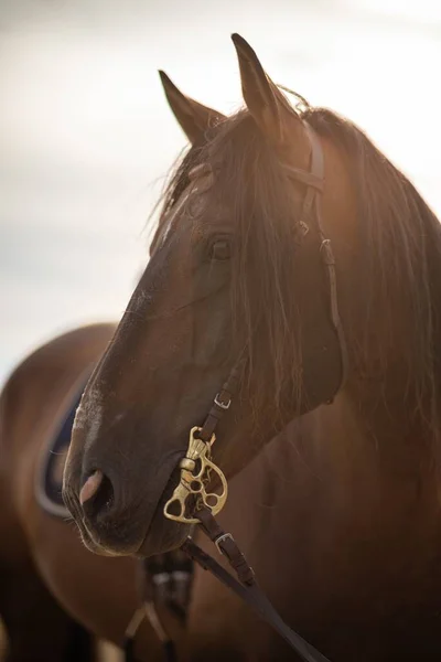 Een Spaanse Paard Hengst Portret Met Hoofdstel Onder Met Blauwe — Stockfoto