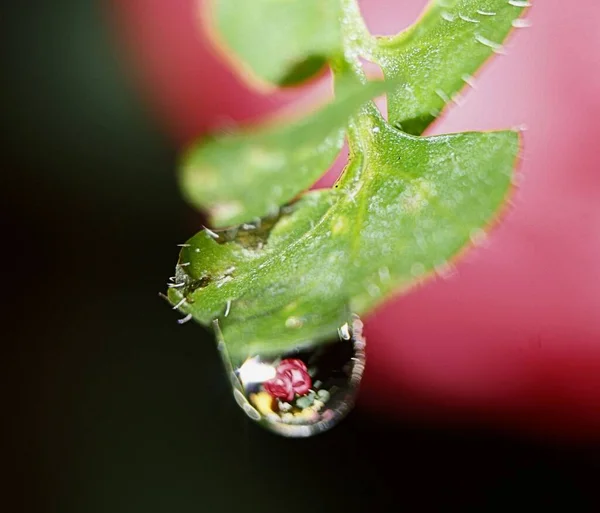 Macro Shot Droplet Hanging Green Leaf Blurred Background — Stock Photo, Image