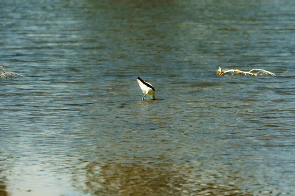 夏天在湖水边野草边饮水的美洲鳄梨 — 图库照片