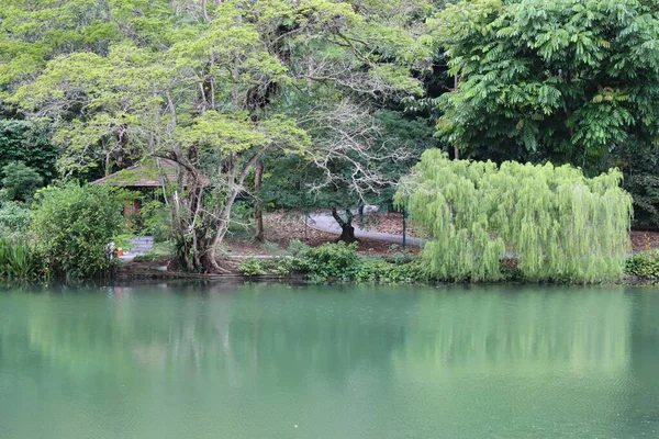 Pintoresco Lago Los Cisnes Rodeado Frondosos Árboles Plantas Del Jardín — Foto de Stock