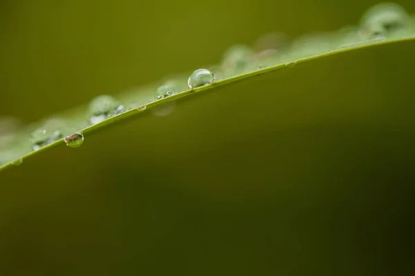 Eine Nahaufnahme Von Wassertropfen Auf Einem Grünen Blatt Auf Verschwommenem — Stockfoto