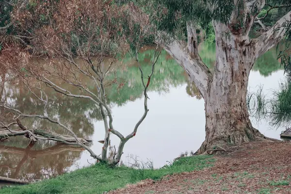 木々に囲まれた湖の美しいショット — ストック写真