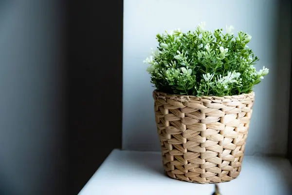 窓に緑の植物の鍋 — ストック写真