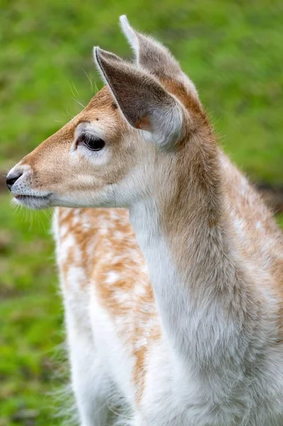 Vertical Macro Portrait European Fallow Deer Grass — Stock Photo, Image