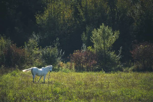 草地上一匹白马的和谐景象 — 图库照片