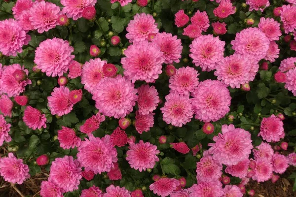 Rózsaszín Dália Virágok Egy Bokorban — Stock Fotó