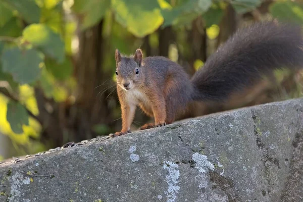 Zbliżenie Wiewiórki Skale Zielonymi Liśćmi Tło — Zdjęcie stockowe