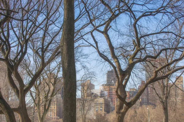 Вид Хмарочос Будинки Місті Нью Йорку Дерев Яними Деревами Передньому — стокове фото